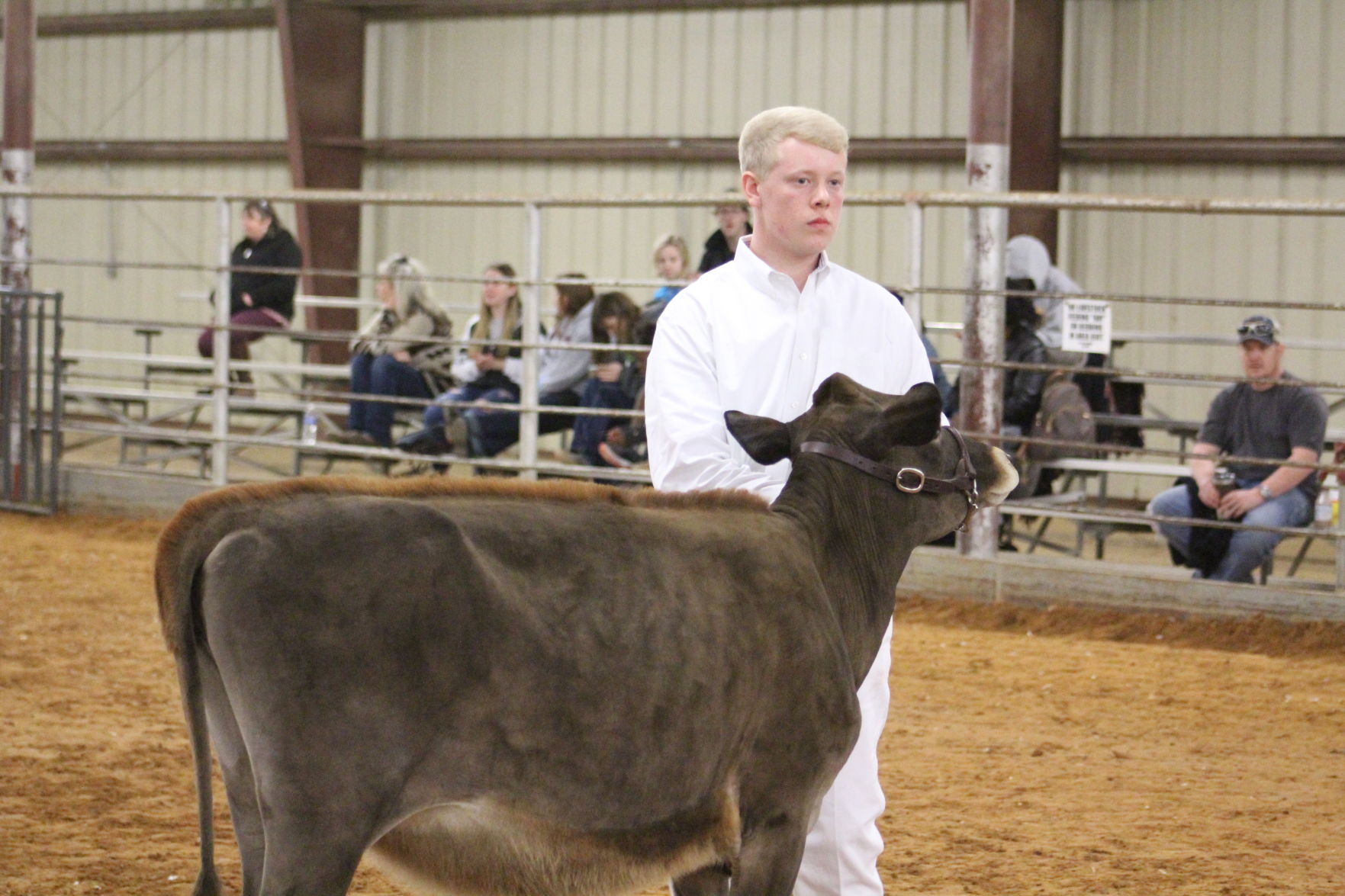 Jadon Frazier livestock dairy show